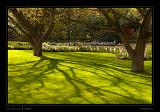 Keukenhof Hollandia 112